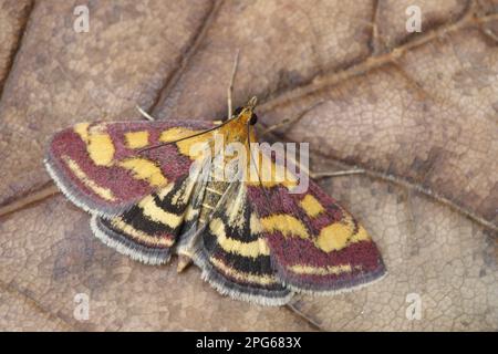 Purpurborer (Pyrausta purpuralis), Purpurborer, Insekten, Motten, Schmetterlinge, Tiere, andere Tiere, Purpur- und Goldmotten-Erwachsene, ruhen sich aus Stockfoto