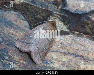 Doppelleine (Mythimna turca), Marmoreule, Rotbrauen-Graseule, Eulenmotte (Noctuidae), Insekten, Motten, Schmetterlinge, Tiere, andere Tiere, Double Stockfoto