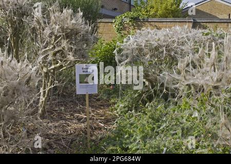 Vogelkirsche Ermine (Yponomeuta evonymella) Seidenzelte, gewebt von Larven, zum Schutz vor Raubtieren, mit erläuterndem Schild Norfolk, England Stockfoto