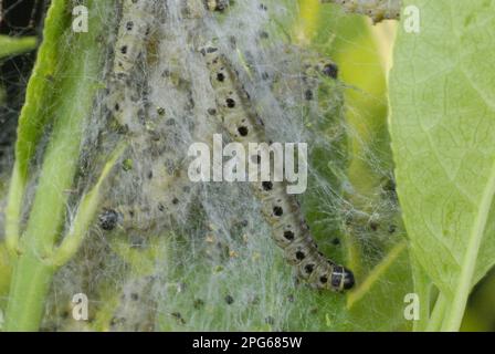 Spindel Ermine (Yponomeuta cagnagella) Raupen, in Seidengewebe auf dem europäischen Spindelbusch (Euonymus europaeus) in uralten Wäldern, Alun Valley, Vale Stockfoto