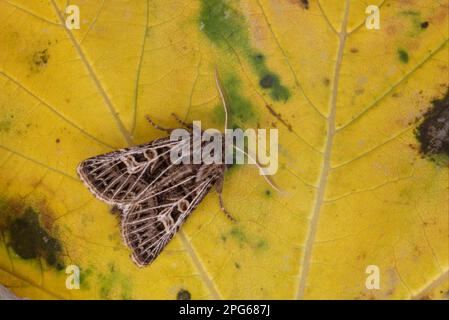 Gefiederte gotische (Tholera decimalis) Erwachsene, auf Blatt ruhend, Norfolk, England, Großbritannien Stockfoto