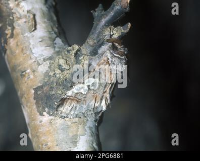 Eine Acht-Figur (Diloba caeruleocephala) Motte auf dem Ast Stockfoto