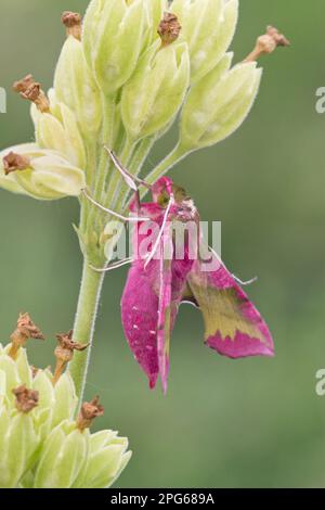 Kleiner Elefant Hawkmoth (Deilephila porcellus), Erwachsener, ruht auf Blütenkopf des Cowslip (Primula veris), Warwickshire, England, Vereinigtes Königreich Stockfoto