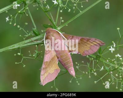 Kleine Erwachsene kleine Elefantenmotte (Deilephila porcellus), die auf der Larven Futterpflanze von Lady's Bettstroh (Galium verum), Cannobina Valley ruht Stockfoto