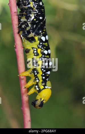 Celerio euphorbiae, Hawkmoth, Insekten, Motten, Schmetterlinge, Tiere, andere Tiere, Larven von Spurge Hawkmoth (Hyles euphorbiae), Hautschuppen Stockfoto