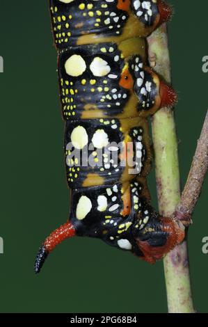 Celerio euphorbiae, Hawkmoth, Insekten, Motten, Schmetterlinge, Tiere, andere Tiere, Spurge Hawkmoth (Hyles euphorbiae) ausgewachsene Larven, Nahaufnahme Stockfoto