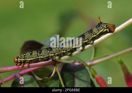 Weiße Sphinx (Sphingidae), Insekten, Motten (Hyles lineata), Schmetterlinge, Tiere, Andere Tiere, gestreifte Hawkmoth Raupe, fressen sich an Stockfoto