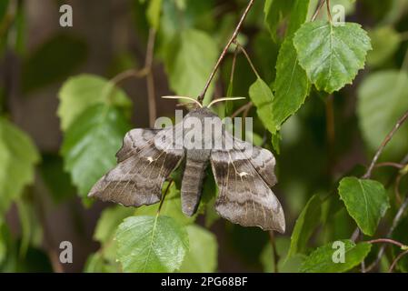 Pappelhaarmoth (Laothoe populi), Hawkmoths, Insekten, Motten, Schmetterlinge, Tiere, andere Tiere, Pappelhawkmoth ausgewachsen, ruht auf Zweig, Norfolk Stockfoto