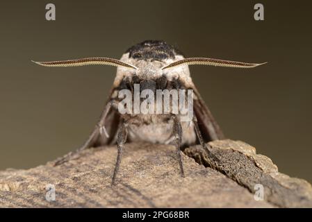 Privet Hawkmoth (Sphinx ligustri), Erwachsene, Nahaufnahme von Kopf und Antennen, Oxfordshire, England, Vereinigtes Königreich Stockfoto