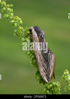 Fleckenmoth (Sphinx ligustri), Fleckenmoth, Insekten, Motten, Schmetterlinge, Tiere, andere Tiere, männlicher Soldat, der auf einem Sorrel-Stiel ruht Stockfoto