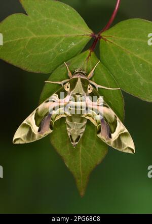 Oleander-Falken-Motte (Daphnis nerii), andere Tiere, Insekten, Schmetterlinge, Tiere, Oleander-Hawkmoth, ausgewachsen, ruht auf Gefangenengezüchteten Stockfoto