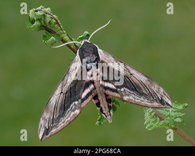 Fleckenmoth (Sphinx ligustri), Fleckenmoth, Insekten, Motten, Schmetterlinge, Tiere, andere Tiere, Privet Hawkmoth Erwachsener, ruht sich auf Farn aus Stockfoto
