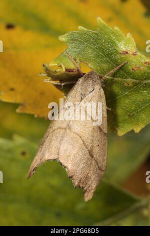 Muschelhakenspitze (Falcaria lacertinaria), Insekten, Motten, Schmetterlinge, Tiere, Andere Tiere, ausgewachsene Muschelhakenspitze, ruht auf Powys, Wales Stockfoto