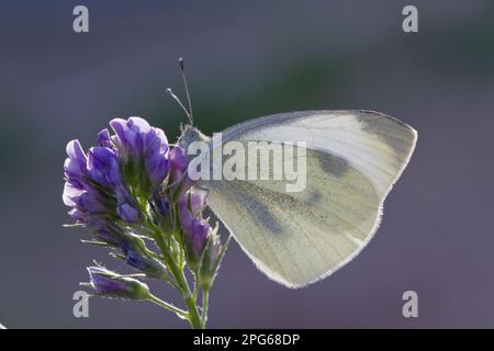 Kohl oder kleiner weißer Schmetterling, der 1860 in Nordamerika eingeführt wurde, ist heute ein weit verbreiteter Schädling Stockfoto