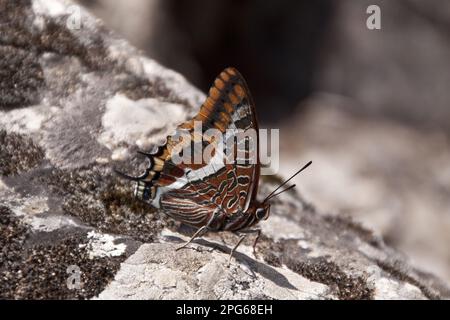 Schmetterlinge mit Pinselfuß (Nymphalidae), andere Tiere, Insekten, Schmetterlinge, Tiere, Two Two Tailed pasha Butterfly, claraxes jasius, Extremadura, Spanien Stockfoto