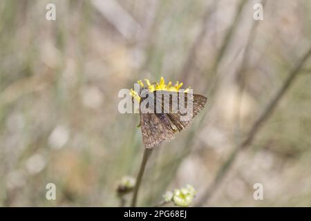 Skipper Butterfly (Hesperiidae), andere Tiere, Insekten, Schmetterlinge, Tiere, Persius Duskywing, Utah Amerika Stockfoto