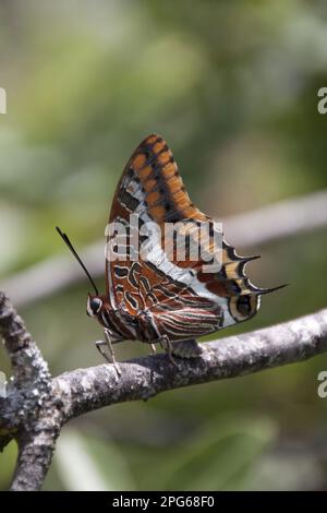 Schmetterlinge mit Pinselfuß (Nymphalidae), andere Tiere, Insekten, Schmetterlinge, Tiere, Two Two Tailed pasha Butterfly, claraxes jasius, Extremadura, Spanien Stockfoto