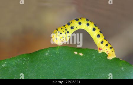 Raupe mit Schmetterlingen um vier Uhr (Dysphania fenestrata), ruht auf Blatt, Cape Tribulation, Daintree N. P. Queensland, Australien Stockfoto