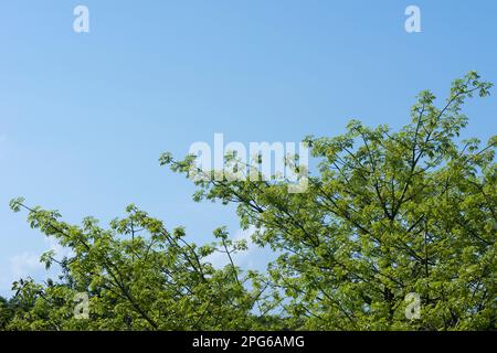 Grüne Blätter am blauen Himmel einer Ceiba-Pflanze, heiliger Baum der Maya in Mexiko. Horizontaler Bildschirm Stockfoto