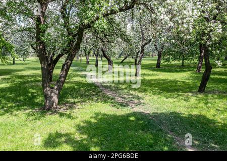 Fußweg zwischen blühenden Apfelbäumen in Obstgärten. Blick von der fliegenden Drohne. Stockfoto
