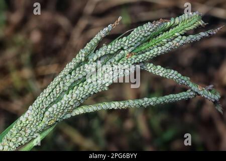 Nahaufnahme des Samenstiels des Paspalumstiels. Stockfoto