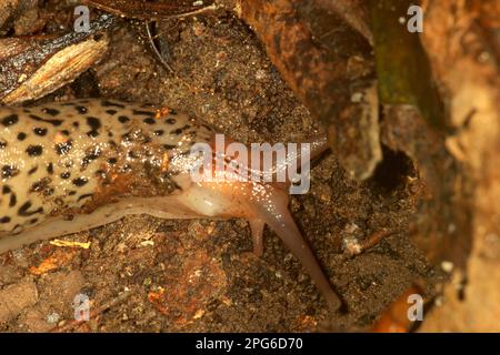 Riesenleopardenschnecke (LiMax maximus) bei Laubstreu Stockfoto