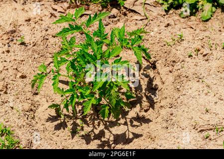 Setzlinge von süßem Paprika werden in den Boden gepflanzt. Stockfoto