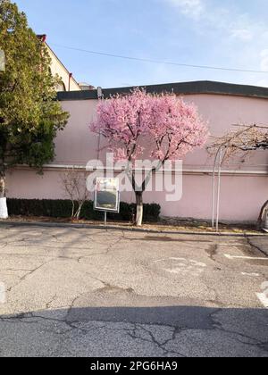 Frühlingsblütenhintergrund. Wunderschöne Naturszene mit blühendem Baum und Sonnenschein. Sonniger Tag. Frühlingsblumen. . Stockfoto