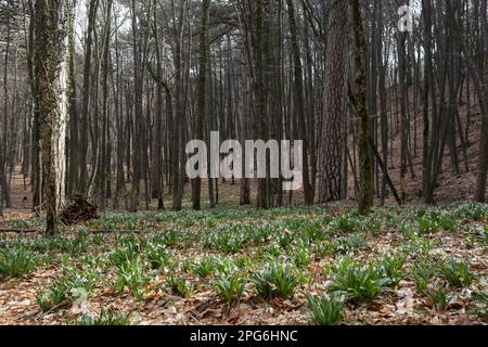Schneeglöckchen im Wald Frühling. Wunderschöne, zarte, zerbrechliche Blumen, die im Frühlingswald blühten. Ein Spaziergang in der Natur. Das Konzept des Erwachen, warme Frühlingstage Stockfoto