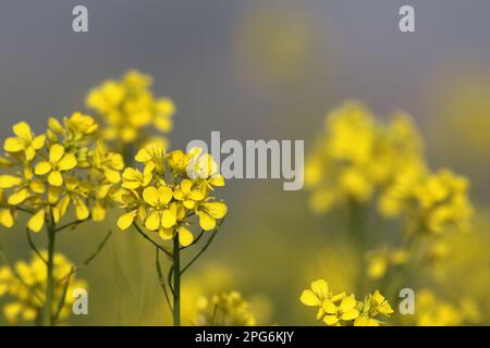 Die Senfpflanze ist eine von mehreren Pflanzenarten der Gattungen Brassica und Sinapis der Familie Brassicaceae. Senfkörner werden als Gewürz verwendet. Stockfoto