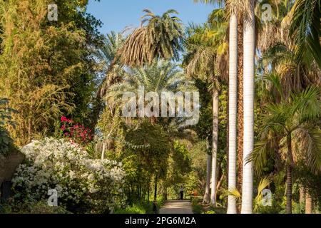 Botanischer Garten Assuan, Assuan, Ägypten Stockfoto