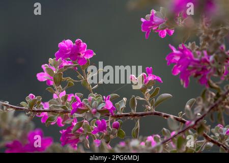 Die Senfpflanze ist eine von mehreren Pflanzenarten der Gattungen Brassica und Sinapis der Familie Brassicaceae. Senfkörner werden als Gewürz verwendet. Stockfoto