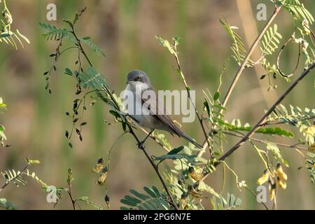 Pygmy Kleiber, Sitta pygmaea Stockfoto