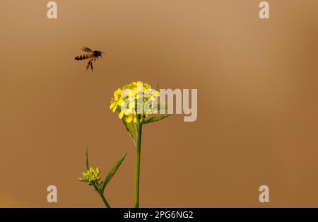 Die Senfpflanze ist eine von mehreren Pflanzenarten der Gattungen Brassica und Sinapis der Familie Brassicaceae. Senfkörner werden als Gewürz verwendet. Stockfoto