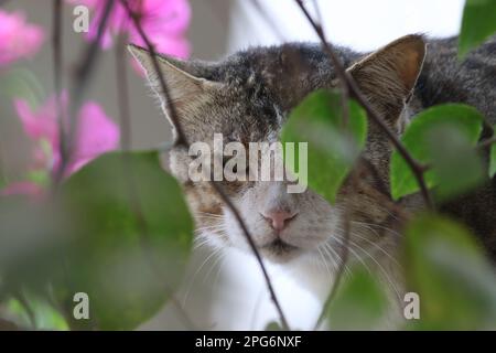 Porträt der Katze, die Katze ist eine Haustierart von kleinen fleischfressenden Säugetieren. Es ist die einzige domestizierte Spezies in der Familie Felidae Stockfoto