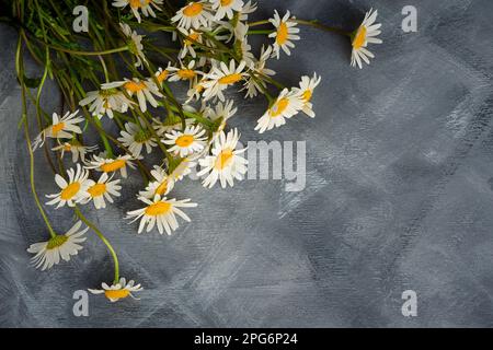 Gänseblümchen flacher grauer Hintergrund. Authentische Blumenzusammensetzung, Draufsicht. Viel Platz zum Kopieren. Sommerfrühlingsstrauß mit Gänseblümchen auf dem Tisch. Crea Stockfoto