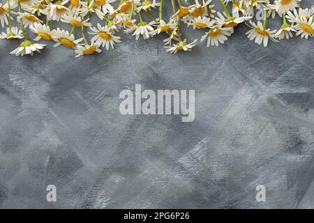 Gänseblümchen flacher grauer Hintergrund. Authentische Blumenzusammensetzung, Draufsicht. Viel Platz zum Kopieren. Sommerfrühlingsstrauß mit Gänseblümchen auf dem Tisch. Crea Stockfoto