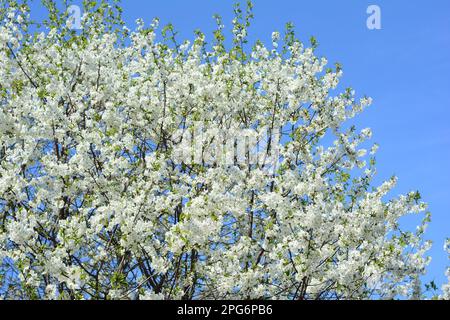 Weiße Kirschblüte auf strukturierten Kirschzweigen. Blühender Kirschbaum im Garten. Stockfoto