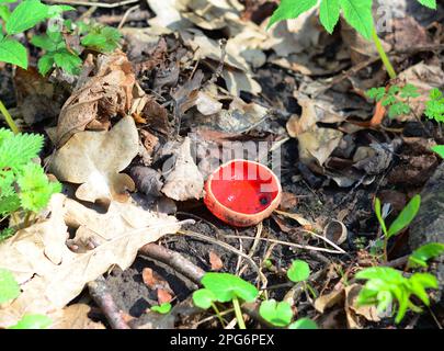 Sarcoscypha coccinea, gemeinhin bekannt als Scharlachelchbecher, Scharlachelmütze oder Scharlachbecher, erscheint im Winter auf toten Zweigen in feuchten, schattigen Orten Stockfoto