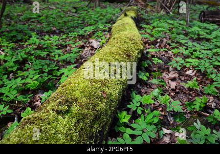 Moos bedecktes totes Holz. Deadwood als Lebensraum für Moose und Leberwürmer. Moos auf einem toten Holzbaum im wilden Wald. Moos-Ökosystem im natürlichen Lebensraum in Stockfoto