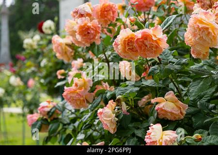 Zarte Pastellorangefarbene Rosen aus nächster Nähe blühender Garten. Duftender Busch rosa Rosen. Natürlicher Blumenhintergrund. Geburtstagskarte Hochzeit Valentinstag M Stockfoto