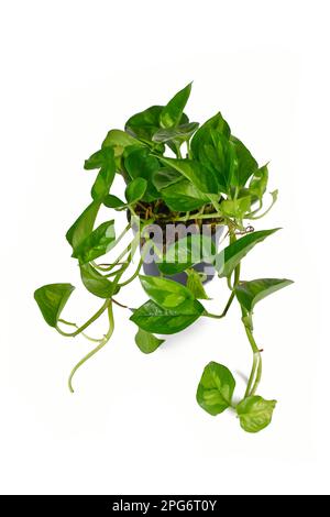 Tropische 'Epipremnum Global Green' Zimmerpflanze im Blumentopf auf weißem Hintergrund Stockfoto