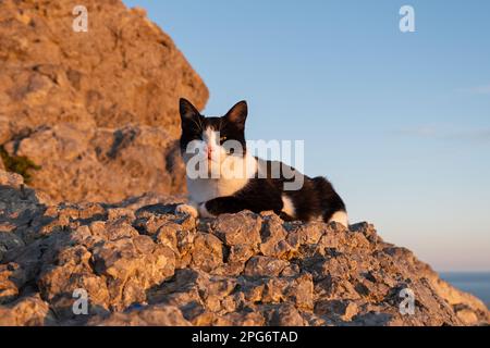 Porträt einer schwarz-weißen Katze. Intelligente braune Augen starren mit Absicht. Witzig, schön, eine echte Katze, die für die Kamera posiert. Das Konzept der Liebe für h Stockfoto