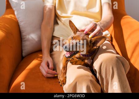 Reife Frau sitzt im Stuhl mit einem kleinen Hund der kleinen Pinscher-Rasse, genießt den Tag zu Hause, das Konzept des Tieres als Familienmitglied Stockfoto