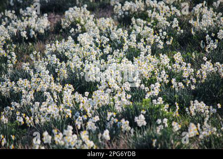 Narcissus tazetta L. Narzissen im Frühling im Trebbia-Tal, Italien Stockfoto