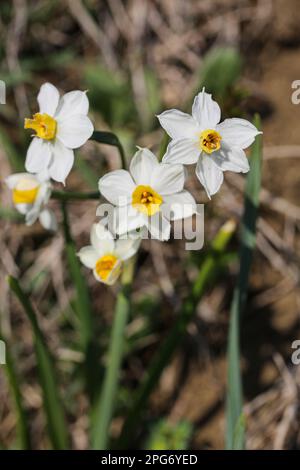 Narcissus tazetta L. Narzissen im Frühling im Trebbia-Tal, Italien Stockfoto