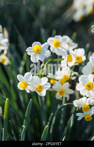 Narcissus tazetta L. Narzissen im Frühling im Trebbia-Tal, Italien Stockfoto