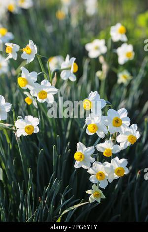 Narcissus tazetta L. Narzissen im Frühling im Trebbia-Tal, Italien Stockfoto