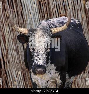 Ein Nguni-Ochse steht in einem Kraal im Dorf Geluksburg im Drakensberg. Stockfoto