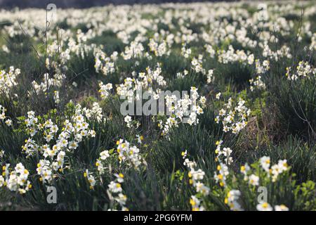 Narcissus tazetta L. Narzissen im Frühling im Trebbia-Tal, Italien Stockfoto